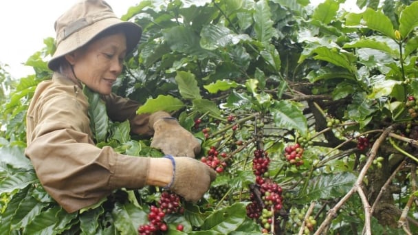 V-SCOPE improves livelihoods for smallholder farmers and rural communities